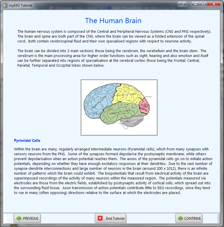 Human Brain myEEG Tutorial.png